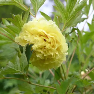 Kinko (Alice Harding)